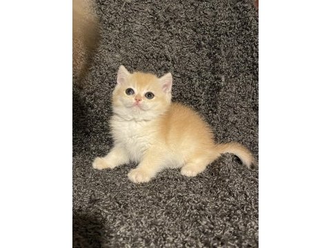 Anne baba şecereli safkan golden ny12 dişi british shorthair