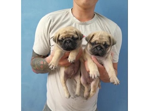 Dünya tatlısı pug yavruları