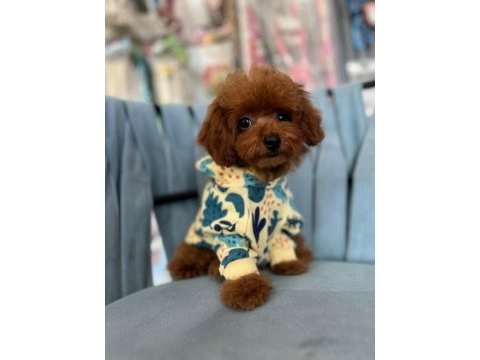 Kore kan ırk ve sağlık garantili aşılı erkek yavru poodle