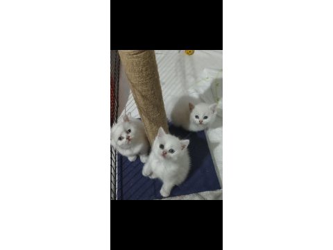 Anne iran chinchilla baba british shorthair