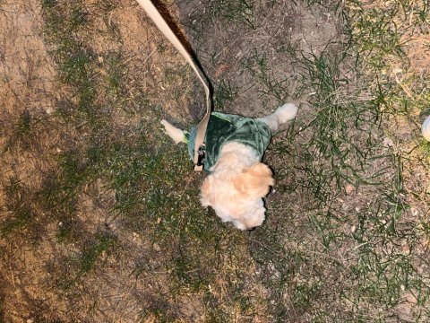 Maltipoo köpeğimiz ücretsiz değildir