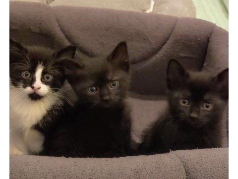 3 aylık minicik kediler yeni yuvasını arıyor