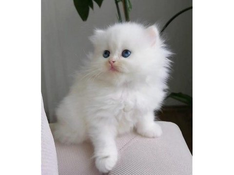 Safkan harika kedim