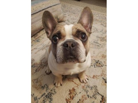 Fransız bulldog kızım