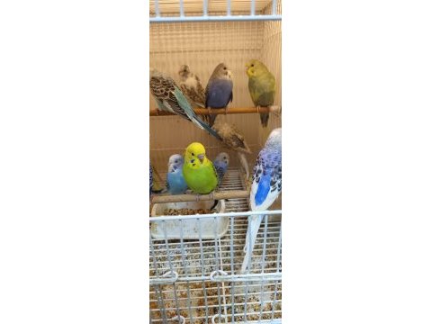 Bebek muhabbet kuşu yavrular