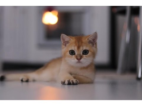 Şecereli safkan british shorthair ny11 erkek yavru