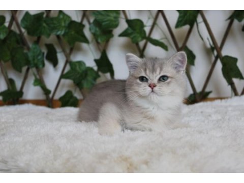 Ay11 erkek british shorthair blue golden