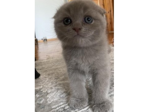 İki aylık dört scottish fold yavrumuz