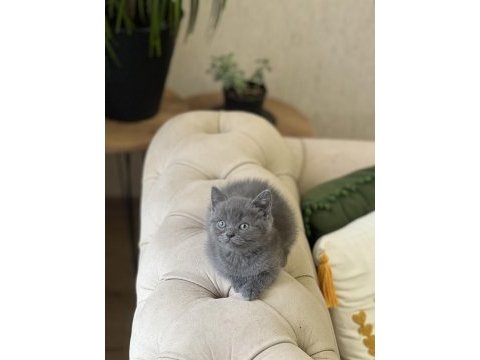 Sevimli surat british shorthair yavrum