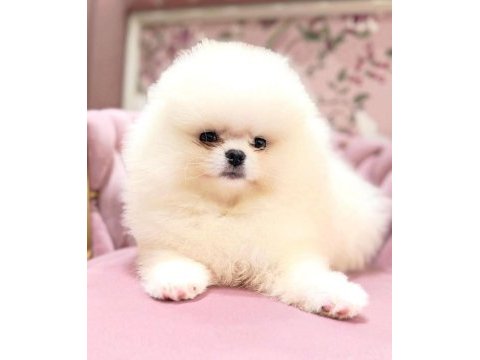 Ayı surat pomeranian boo bebekler