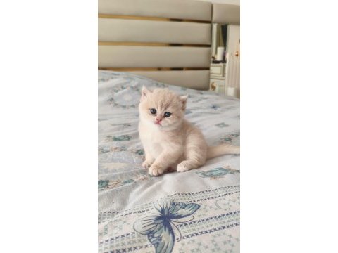 Özel renk chocolate golden british shorthair dişi