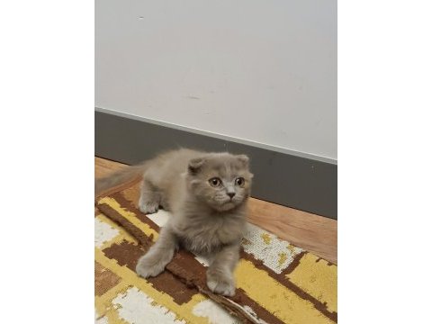 Yakışıklı scottish fold