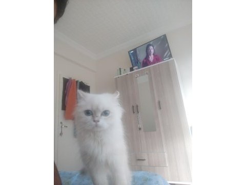 Kedimiz asilimi sahiplendiriyorum