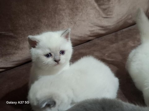 British shorthair kedisi
