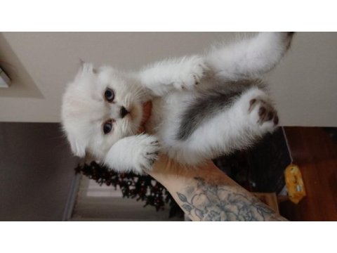 Erkek scottish fold iki aylık