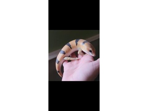Faturalı evraklı peter banded skink