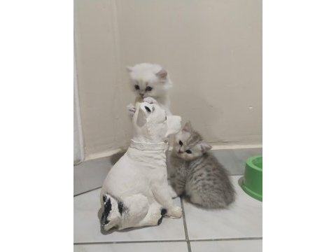 Safkan british shorthair yavrular