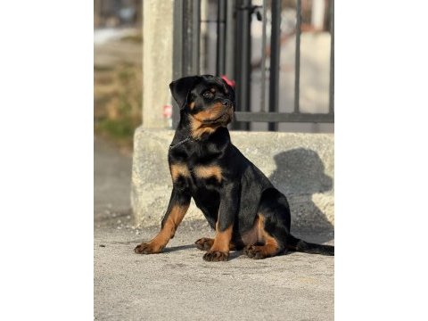 Extrem rottweiler