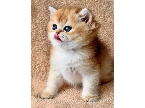 Kusursuz güzelliğiyle golden ny12 british shorthair 