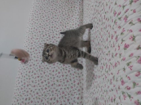 British shorthair ve scottish fold