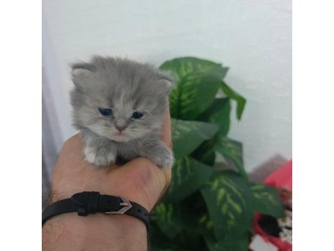 Ücretli yeni ailesini arayan tatlı patiler