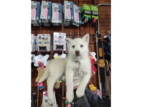 Beyaz husky yavrularımız a kalite
