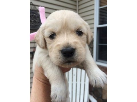 Erkek dişi golden retriever yavrularımız