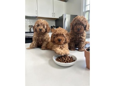 Toy poodle orjinal ırk garantili