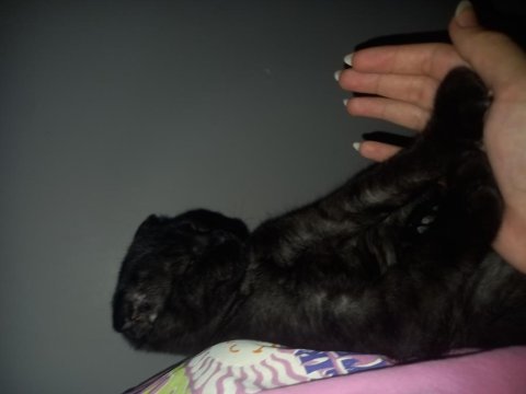 Scottish fold uysal kedimiz