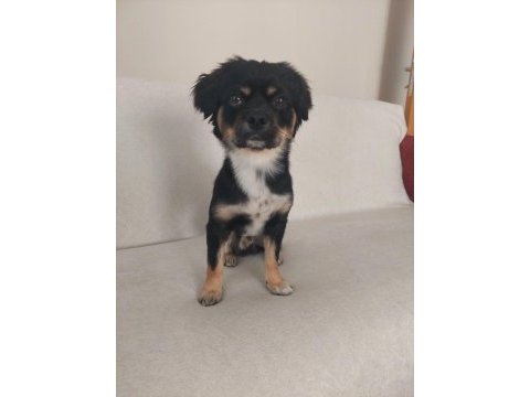 1,5 yaş terrier mix erkek