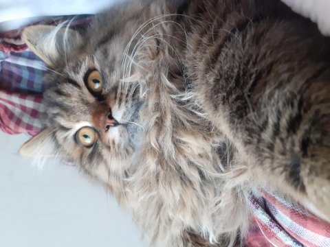 British longhair paşamıza eş arıyoruz