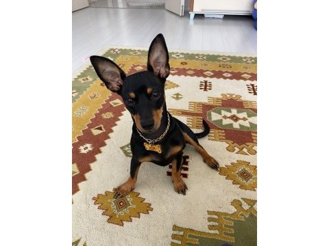 Çiftleştirmek için oğluma dişi pinscher arıyorum