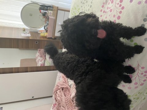 2 poodle cinsi köpek egitimli