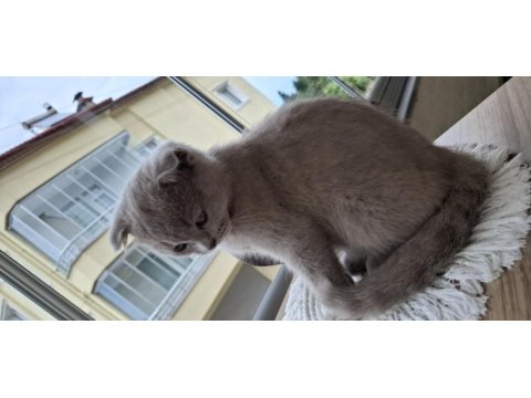 2 aylık yavru scottish fold