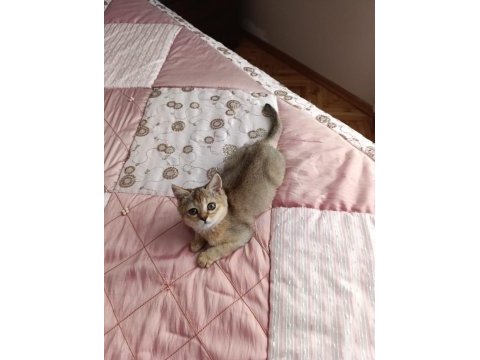Golden british shorthair