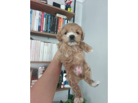 Sevimli maltipoo yavrular