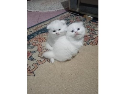 A kalite sıfır kulak ayı surat scottish fold bebekler