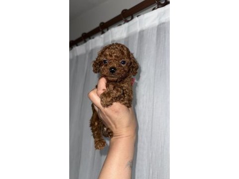 Red brown kore tea cup poodle bebekler
