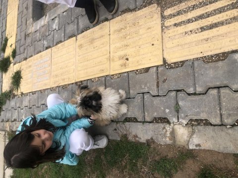 Shih tzu uygun