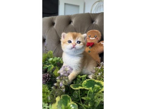 Yüksek kalite golden british shorthair bebeğim