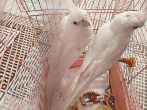 Acil satılık takım sultan papağanı