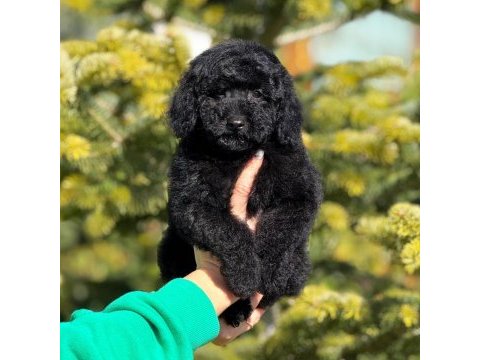 Siyah toy poodle kömür karası yavrumuz