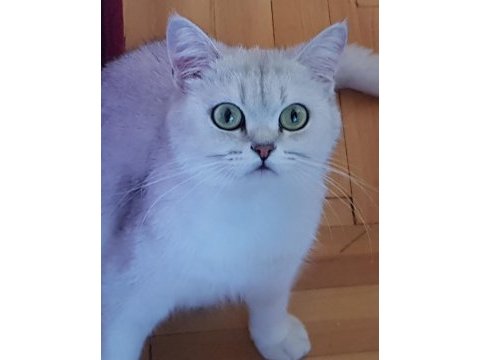 Lokum hanım mınnoş kedimiz acıl sahiplendirilecek