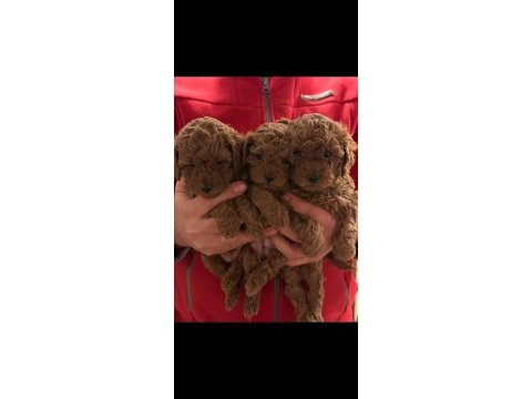 Muhteşem toy poodle köpeğimiz