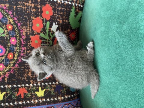 Gri ayı kafa yavru british shorthair