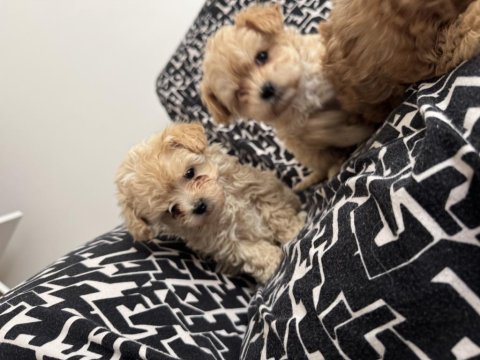 Kg garantili kore maltipoo bebeklerimiz