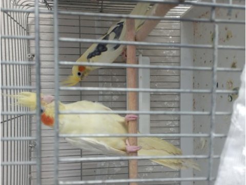 Pied lutino sultan papağanı