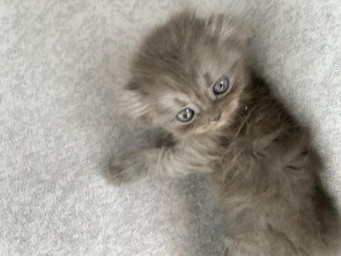 Safkan scottish fold longhair yavru