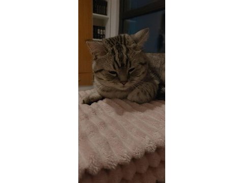 British shorthair oğlumu ücretsiz sahiplendiriyorum