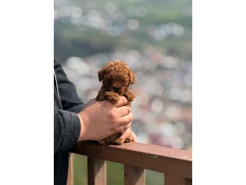 Aşılı çiş eğitimli teacup toy poodle 